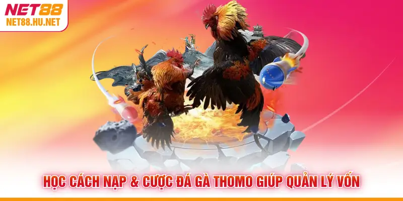 Học cách nạp & cược đá gà Thomo giúp quản lý vốn