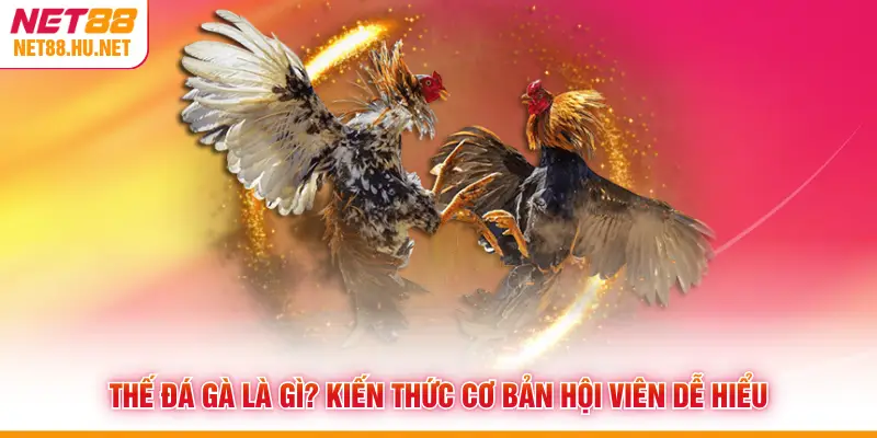 Thế Đá Gà Là Gì? Kiến Thức Cơ Bản Hội Viên Dễ Hiểu